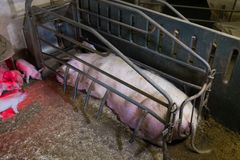 Fiksert gris i Norge, 2017. Foto: Nettverk for dyrs frihet