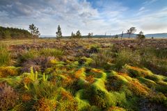 31 prosent av menneskeskapte CO2-utslipp de siste ti årene er tatt opp av naturen på land. På bildet: Cairngorms National Park i Skottland. Foto: ScotlandBigPicture.com / WWF-UK