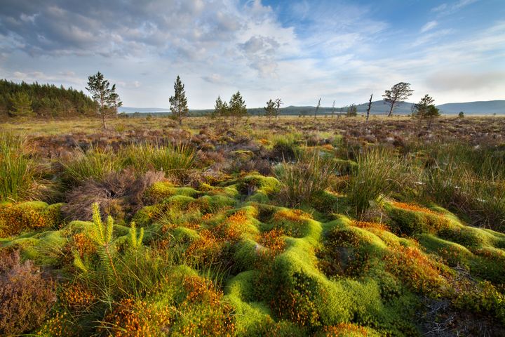 31 prosent av menneskeskapte CO2-utslipp de siste ti årene er tatt opp av naturen på land. På bildet: Cairngorms National Park i Skottland. Foto:  ScotlandBigPicture.com / WWF-UK