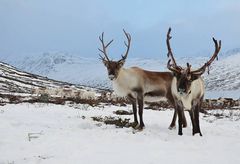 Tamrein fra Vågå. Foto: Vågå tamreinlag