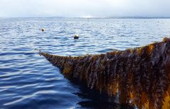 Tareproduksjon Seaweed Energy Solutions