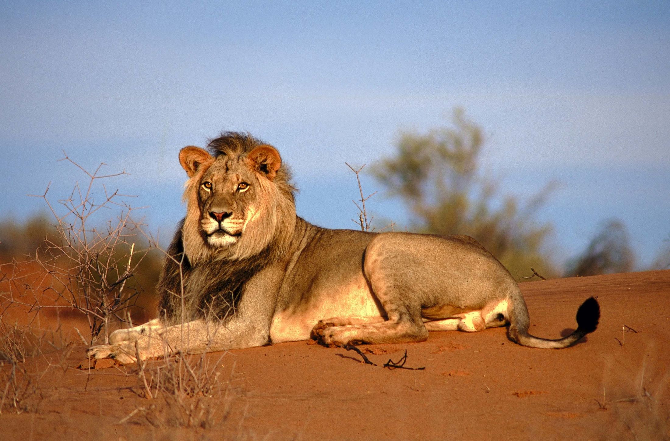 Африканский саванный Лев
