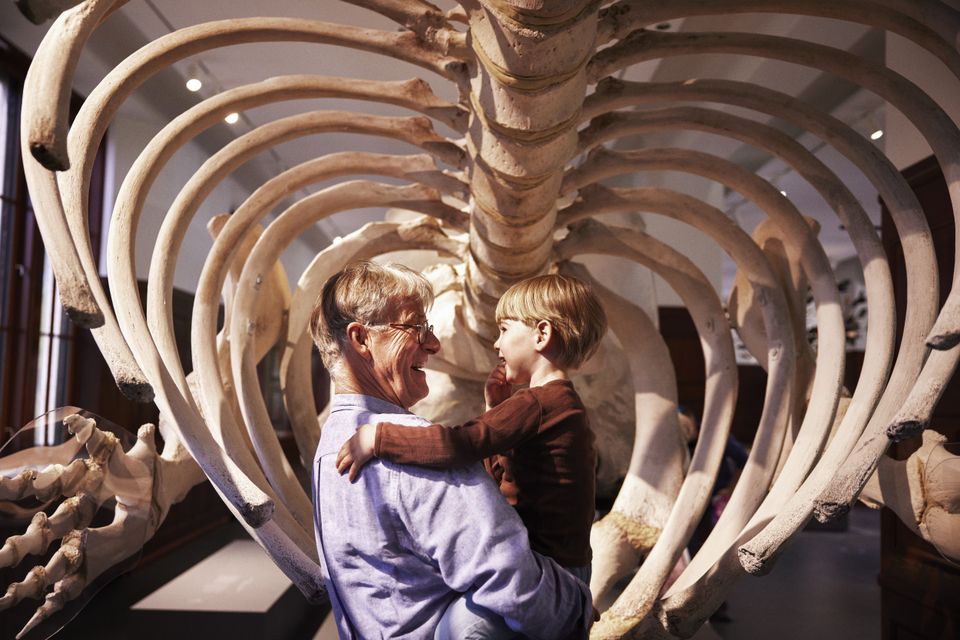 Geologiske utstillinger_hvalskjelett