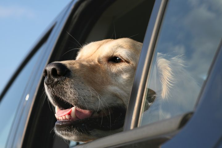 Hunder må aldri etterlates i bil på varme dager uten gode forholdsregler. Foto: iStock