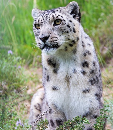 Source: http://snowleopardfoundation.kz/