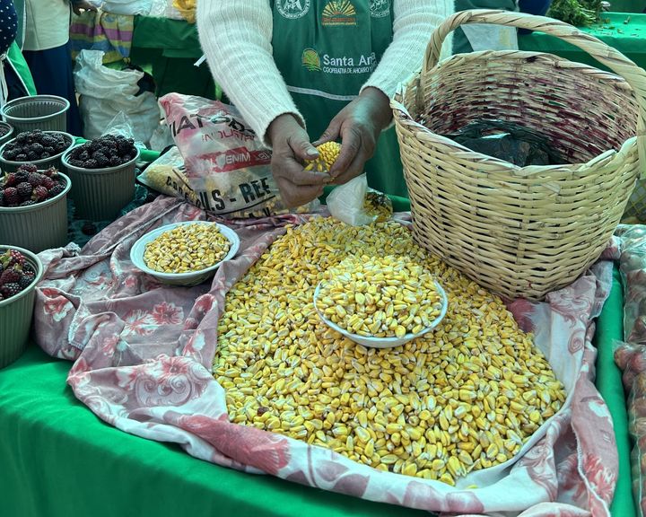 Mais til salgs på Cotacachis agroøkologiske marked i Ecuador. November 2022. Foto: NMBU.