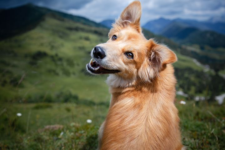 Hundeavl løftes nå til Stortinget. Foto: Shutterstock.