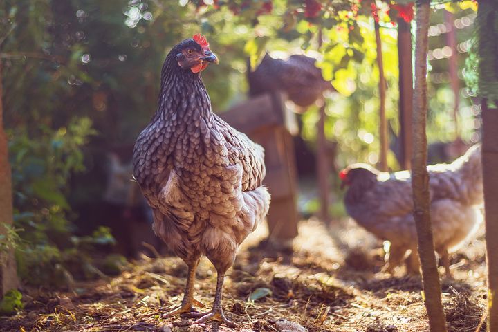 Høypatogen fugleinfluensa kan forårsake store lidelser hos fugler, og sykdommen er vanligvis svært dødelig for høns. Illustrasjonsfoto: Colourbox
