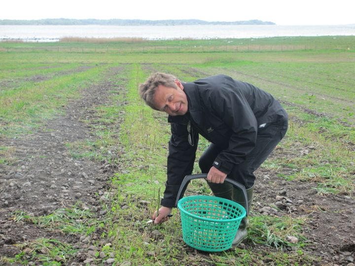 Nå er endelig norsk asparges på markedet. Sesongen varer mot slutten av juni, sier produsent Per Boe Guren fra Rygge i Østfold.