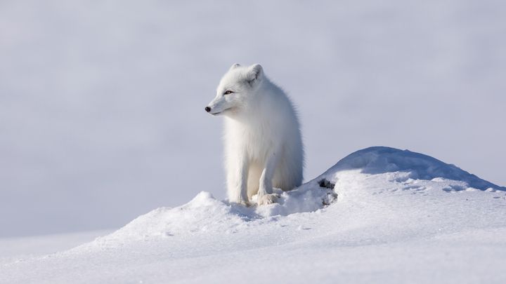 Bestanden av fjellrev er avhengig av tilgangen på smågnagere. Foto: Kim Abel, naturarkivet.no