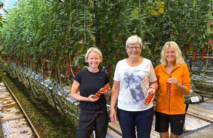 Ane Vignes (fra venstre), Linda Skartveit og Else Gunhild Vignes fra landbruks- og havbrukskontoret i Stavanger gleder seg over Klimasats-støtte til å gjøre veksthusnæringen og tomatene mer klimavennlige. Erfaringer fra prosjektet kan også bli nyttige for næringen mange andre steder i landet. Foto: Stavanger kommune.
