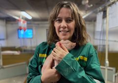 NYE FORSØKSGRISER: Anne Stine Ekker i Felleskjøpet Fôrutvikling holder en av grisene som i januar skal være med på nye testforsøk med gjærfôr. (Foto: Felleskjøpet)