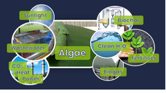 Alger har mange ulike bruksområder (Figur: ALGECO-prosjektet).