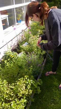 En av volontørene steller urtehagen som gjestene kan forsyne seg av.
