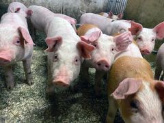 FRA GRAN TIL GRIS: Dette er noen av grisene som har vært med på de unike testforsøkene hvor kraftfôret er produsert med gjær dyrket på sukker utvunnet av norske grantrær. (Foto: Felleskjøpet)