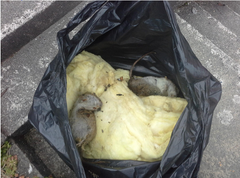 Opprydning etter rotteskader kan bli dyrt og omfattende. Foto: Frende Forsikring.