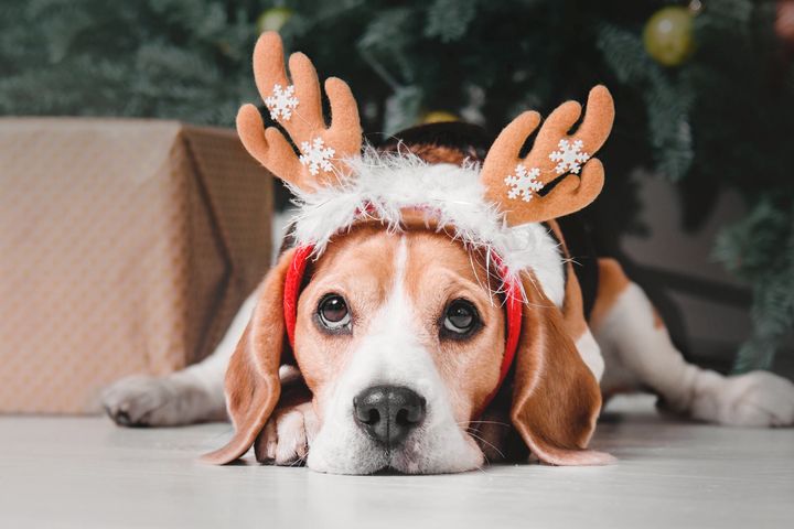 Hunden skal også ha en fin jul. Gi den godt med lufteturer og tid til hvile, og ikke minst vær forsiktig med å gi hunden for salt, fet eller krydret mat. (Illustrasjonsfoto: NTB).