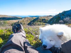 GRATIS OVERNATTING: Hva med å sove ute under åpen himmel, i telt eller hengekøye? En bonus er at også firbeinte kan være med! Foto: John Petter Nordbø
