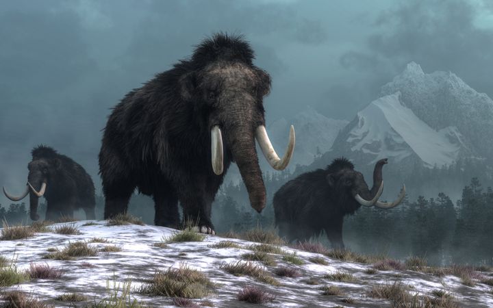 Ullmammutene - hvorfor forsvant de? Og hvordan var naturen i Arktis før istida? Ill.: Daniel Eskridge/Nature