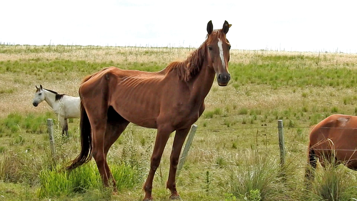 Animal Welfare Foundation sine undersøkelser viser avmagrede hester på blodfarmer i Sør-Amerika.