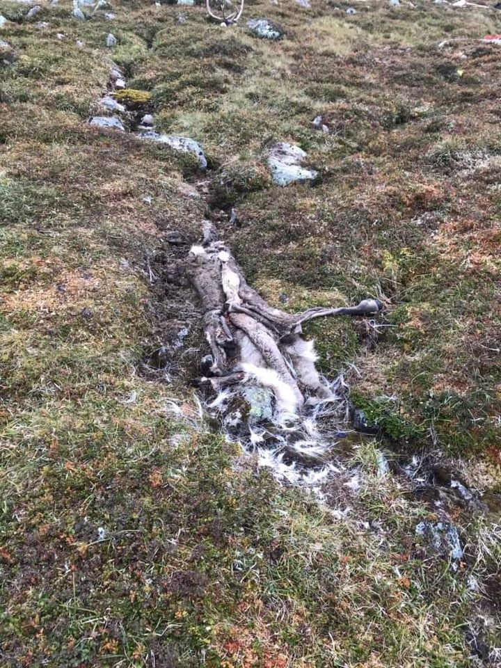 Slik så slakteplassen ut før Mattilsynet og Statens Naturoppsyn fjernet slakteavfall og vegetasjon. Foto: Mattilsynet