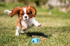 Cavalier King Charles Spaniel is illegal to breed in Norway due to the massive burden of disease seen in this breed.