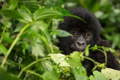 En ung gorilla i nasjonalparken Virunga i DR Kongo. Foto: Paul Robinson