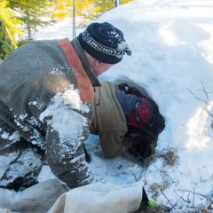 Forskningsprosjektet går ut på å hente ut GPS-merkede ungbjørner fra hi vinterstid (foto: Erlend Moe/Høgskolen i Innlandet)