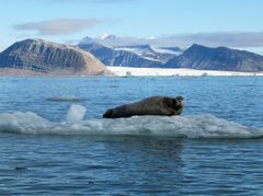 Storkobbe i Kongsfjorden på Svalbard. Foto: Inger Lise Næss/UiT Norges arktiske universitet