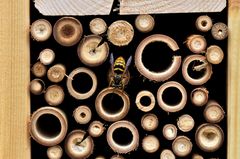 En veps er nysgjerrig på hva Tøyen Bee & Bee tilbyr. Foto: Svein Joar Horve, Atea