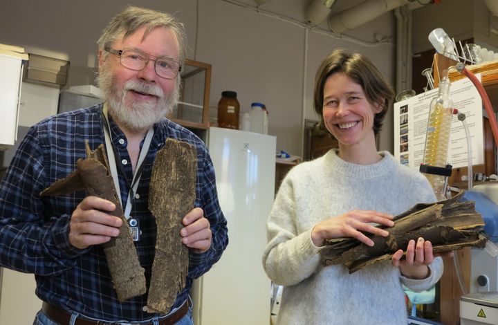 Karl Egil Malterud og Helle Wangensteen med barken fra det afrikanske olontreet, som inneholder stoffer med virkning mot både malariamyggen og malariaparasitten. Foto: Bjarne Røsjø/UiO