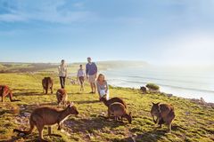 Hils på kenguruer på Kangaroo Island