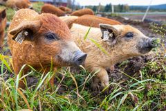 Ved å vise frem alternative driftsmåter synliggjør Dyrevernmerket at det er mulig å produsere mat med bedre dyrevelferd. Her er to ullgriser som koser seg på Pavestad gård.
