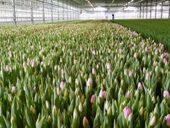 Produksjon av norske tulipaner i veksthus. Foto: www.obp.no