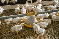 NYTT NORSK FÔR: Målet er at to millioner Prior-kyllinger skal få det nye fôret i løpet av 2021.