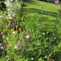 GRØNT OG SKJØNT: Hele hagen trenger ikke være plen. Slik gjør Anna det med pollinatorvennlige blomster. (Foto: Privat)