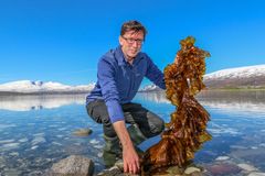 STORT EU-PROSJEKT: Philip James fra Nofima koordinerer AquaVitae, et EU-finansiert akvakulturprosjekt. Her holder han frem et eksempel på makroalger i Tromsø, der prosjektet starter opp tirsdag 4. juni. Foto: Emil Bremnes / Nofima