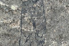 Et fossilt jordskjelv (svarte linjer) som er bevart i stein i Lofoten. Foto: Francois Renard