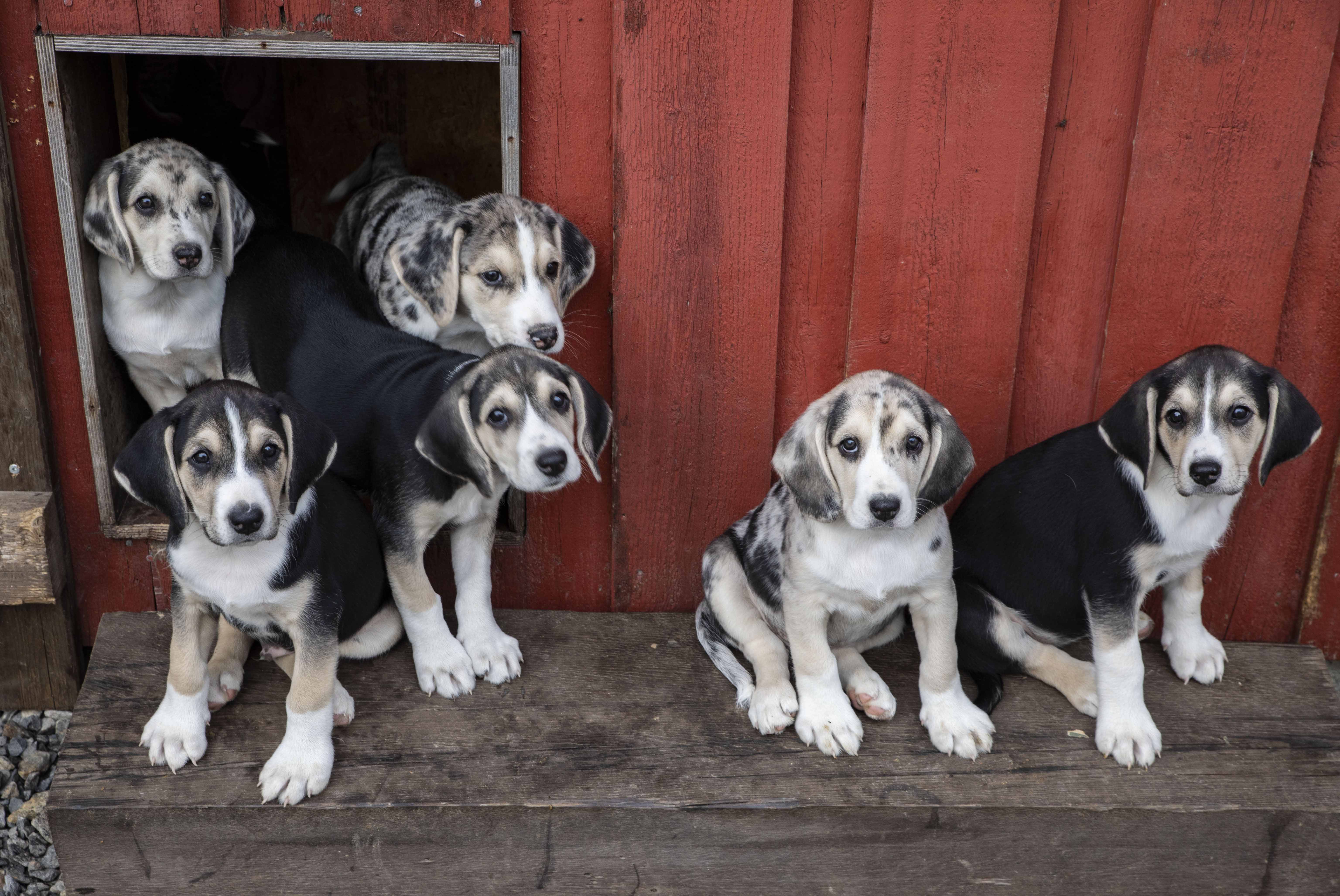 by Banquet Bug Venstres lovforslag om hundeavl har for snevre rammer | Norsk Kennel Klub