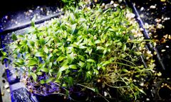 Tåsen Microgreens AS