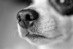 Hundens nese er viktig både for varmeregulering og for hundens luktesans. Foto:Pixabay