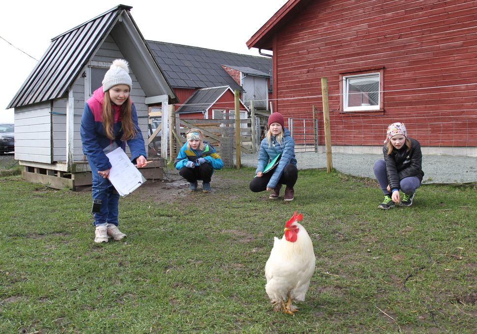 Hva skal vi forske på? En gruppe elever på 6. trinn på Storevarden skole bestemte seg for å finne ut hvorfor vi snakker med lys stemme til små barn og søte dyr. Nå er de i finalen. Her er elevene i aksjon på Peders gård i Tananger. Reagerer høna annerledes på lyse enn mørke stemmer? Observasjoner er gjort og rapport er skrevet av elevene (f.v.) Lene, Peder, Hedda og Jens. Foto: Åshild Skadberg, NTB