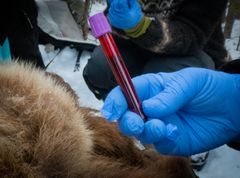 Forskerne har gjort interessante funn i bjørnens blod (foto: Lars Bjarne Mythen/Høgskolen i Innlandet).