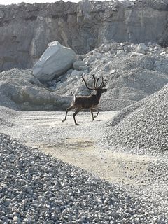 Dagens reinbeiter på Kvaløya, Tromsø kommune. Foto: Alex Ryslet