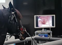 Ved hjelp av en liten trykksensor i luftrøret nedenfor strupen kan veterinærene se hvilket trykk hesten har i luftveien på inn- og ut-pust. Under undersøkelsen bruker de også kamera. (Foto: Kristine W. Tranås/NMBU)