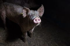 Lite har forandret seg til det bedre i norsk svinenæring de siste par årene. Foto: Nettverk for dyrs frihet