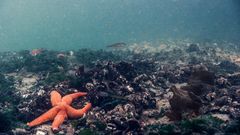 Rekolonialiseringen av marint liv på sjøbunnen er allerede godt i gang. Her en sjøstjerne og blåskjell. Foto: Espen Rekdal for Bergen kommune