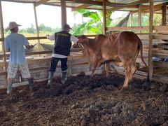 Frivillige helsearbeidere og dyrehelsearbeidere – her i Ubon Ratchathani i Thailand nær grensen til Laos – formidler helseinformasjon til befolkningen.