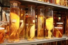 Naturhistorisk museum lagrer mye biologisk materiale for ettertiden. Å samle DNA blir en viktig del av dette biblioteket. Foto: Torsten Struck