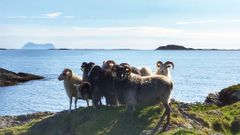 Rekstad Villsau skal lokke tyskere til Norge